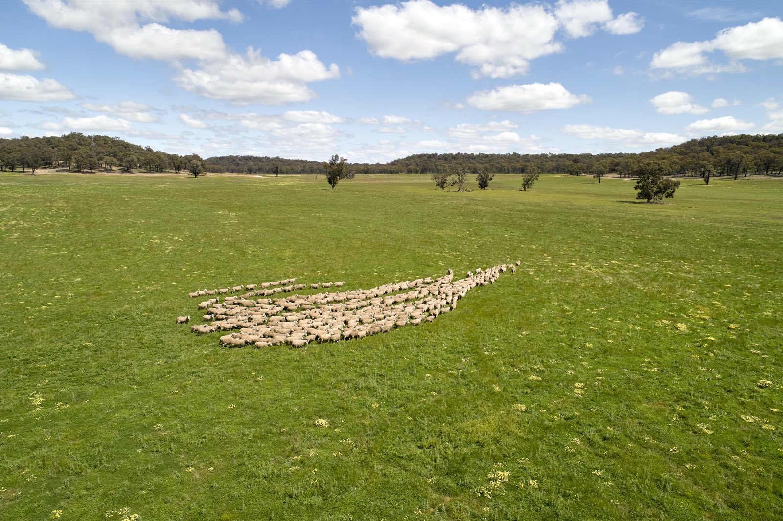 Aerial view of a flock of sheep on bright green pasture