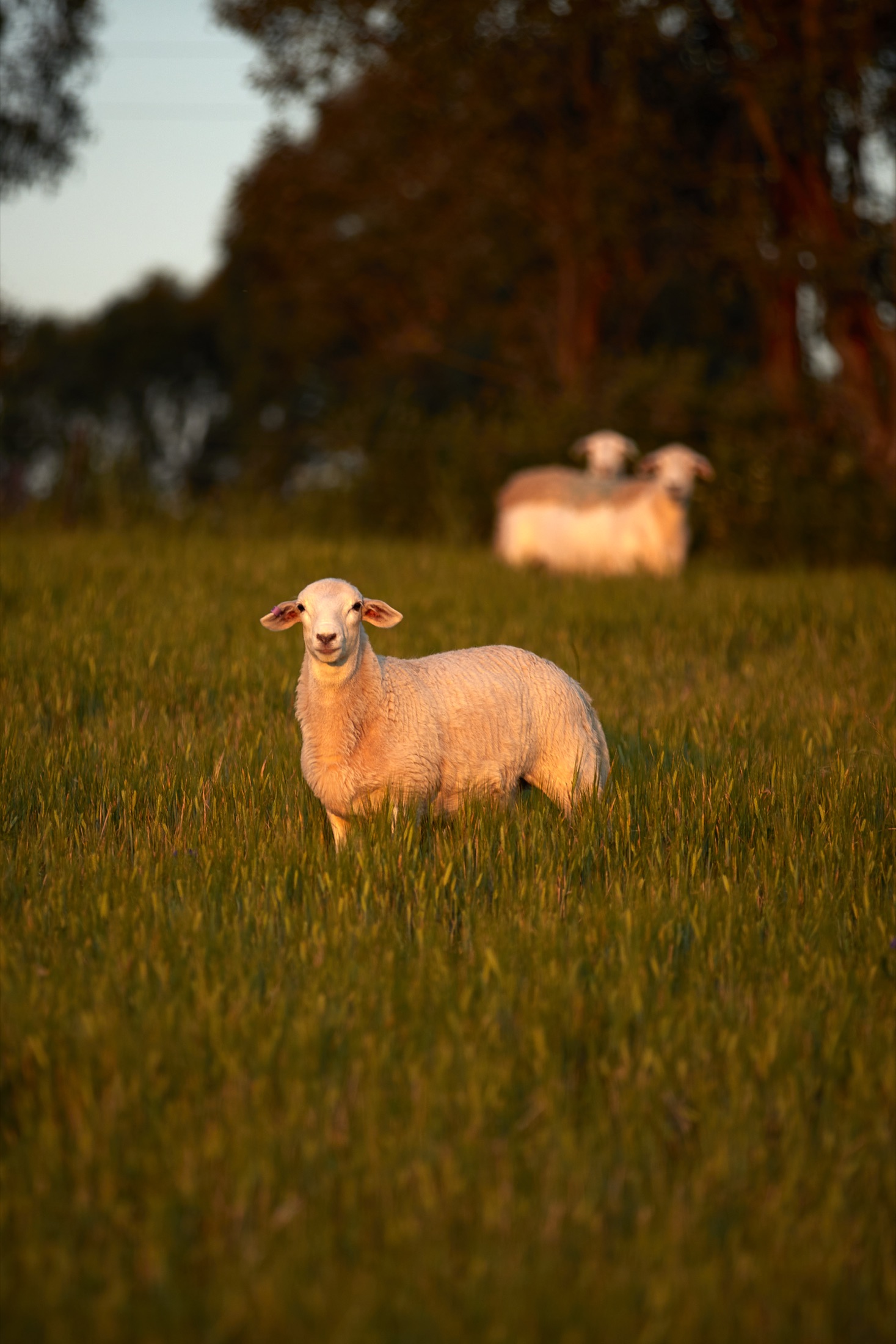A young lamb standing in tall pasture grass at golden hour