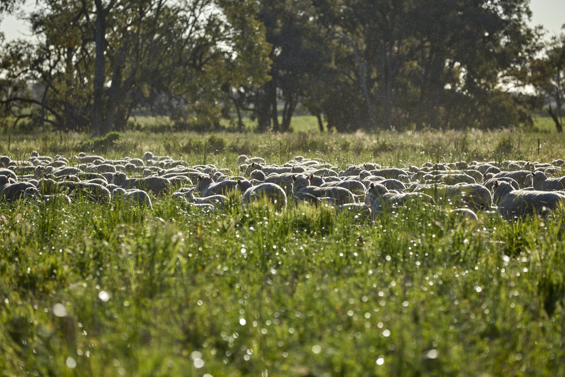 A flock of sheep grazing in dewy pasture in early morning light